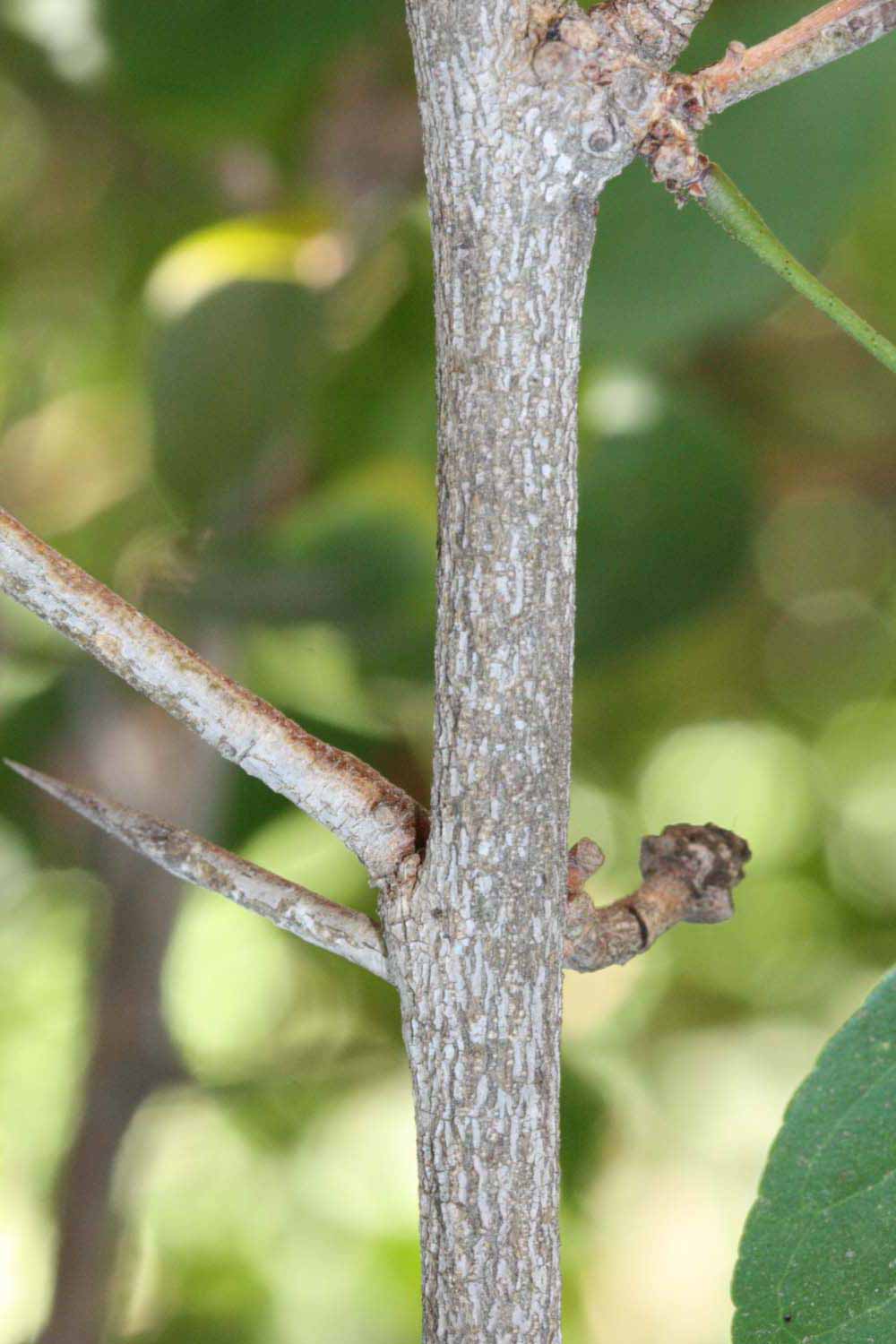              Second - third year twig with thorns (Riverside,   CA)       